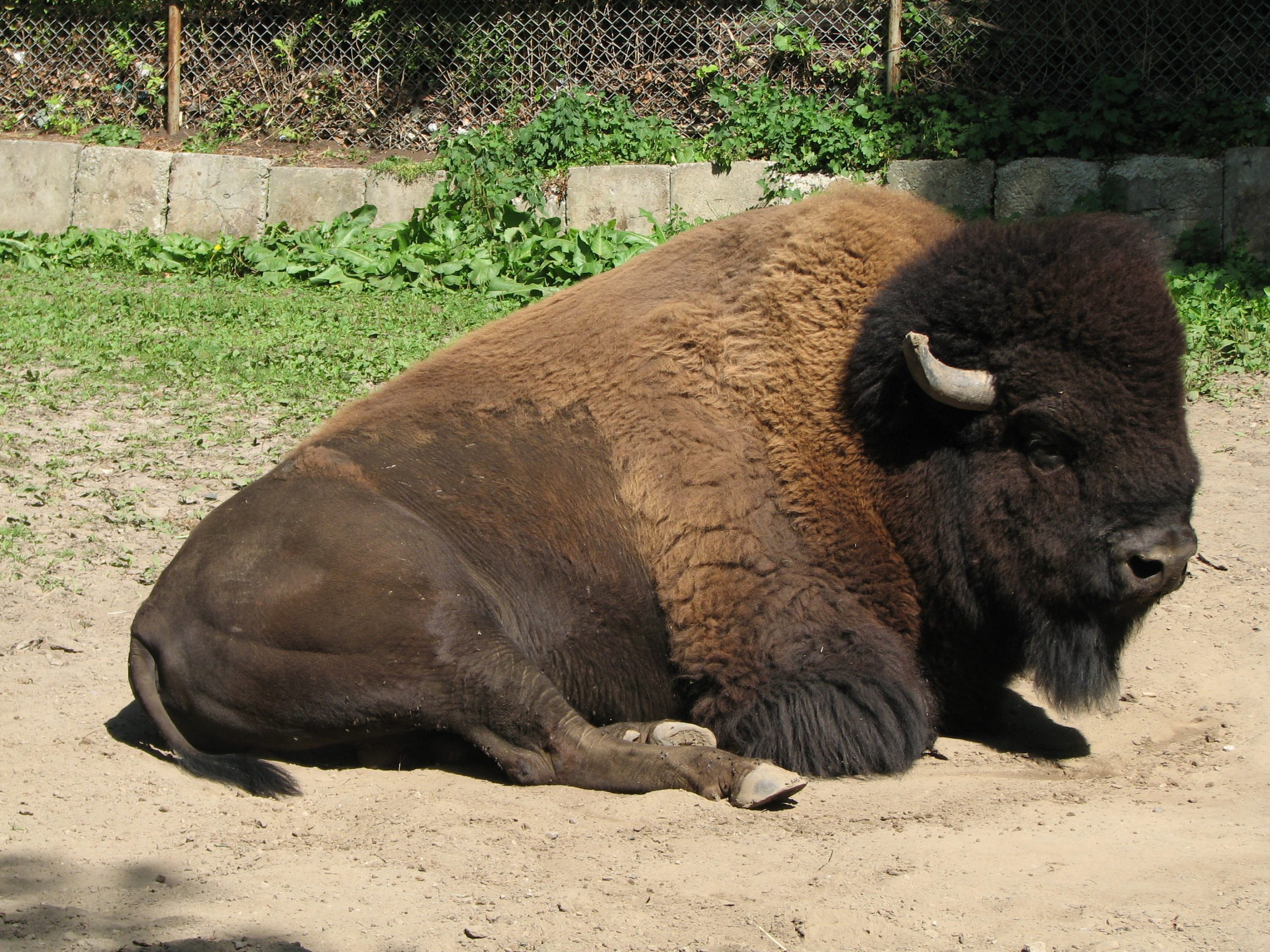 Bison | Friends of High Park Zoo
