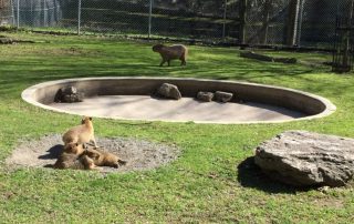 The three capybara babies, seen here in an April 23 file photo. (BRIAN BRADLEY/ TORONTO STAR)